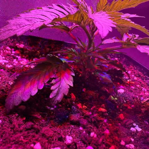 Biscotti growlog timeline photo