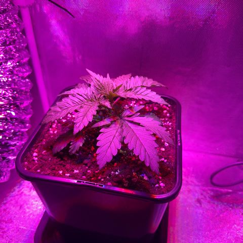 Biscotti growlog timeline photo