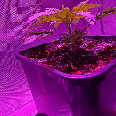 Biscotti growlog timeline photo
