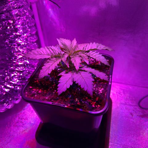 Biscotti growlog timeline photo