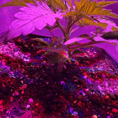 Biscotti growlog timeline photo