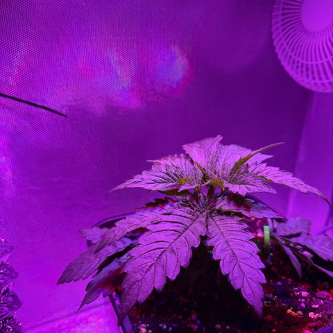 Biscotti growlog timeline photo