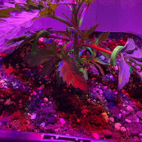 Biscotti growlog timeline photo