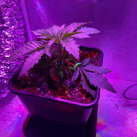 Biscotti growlog timeline photo