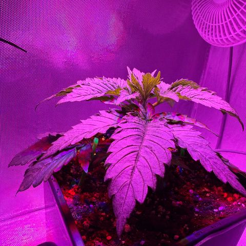Biscotti growlog timeline photo