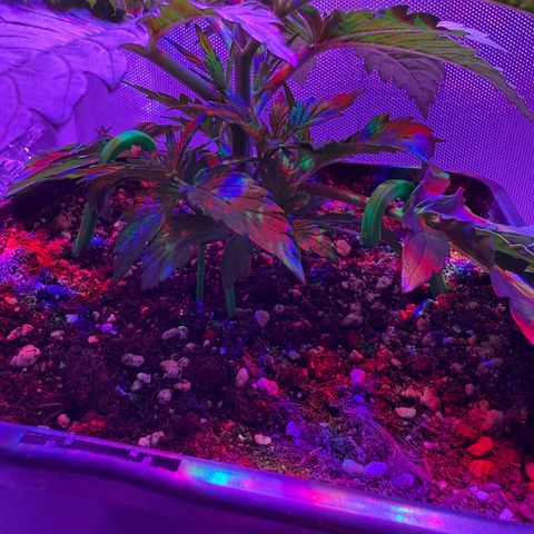 Biscotti growlog timeline photo