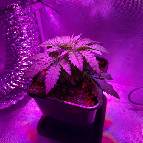 Biscotti growlog timeline photo