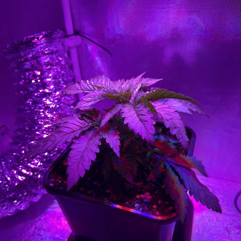 Biscotti growlog timeline photo