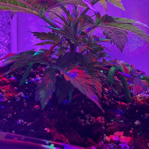 Biscotti growlog timeline photo