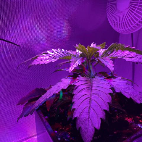 Biscotti growlog timeline photo