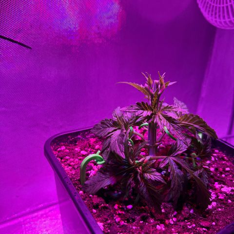 Biscotti growlog timeline photo