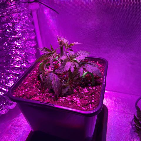 Biscotti growlog timeline photo