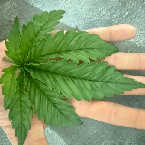 Biscotti growlog timeline photo