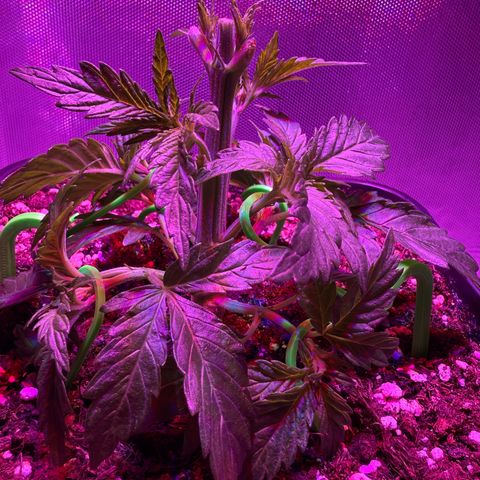 Biscotti growlog timeline photo