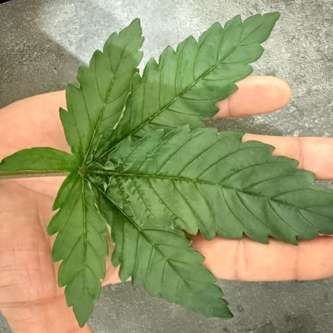 Biscotti growlog timeline photo