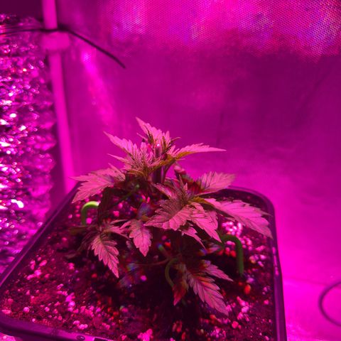 Biscotti growlog timeline photo