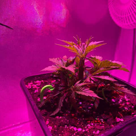 Biscotti growlog timeline photo