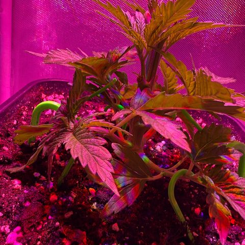 Biscotti growlog timeline photo