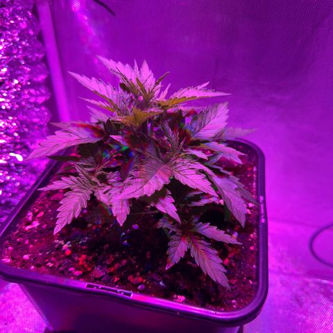 Biscotti growlog timeline photo