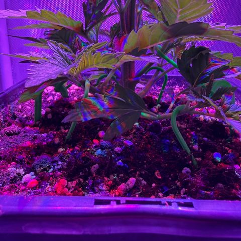Biscotti growlog timeline photo