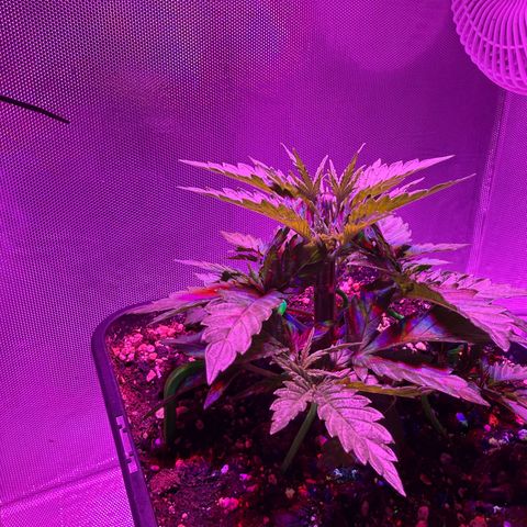 Biscotti growlog timeline photo