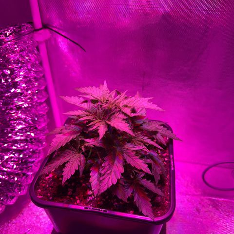 Biscotti growlog timeline photo