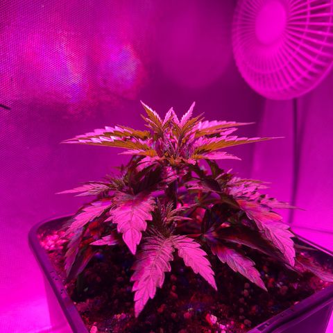 Biscotti growlog timeline photo