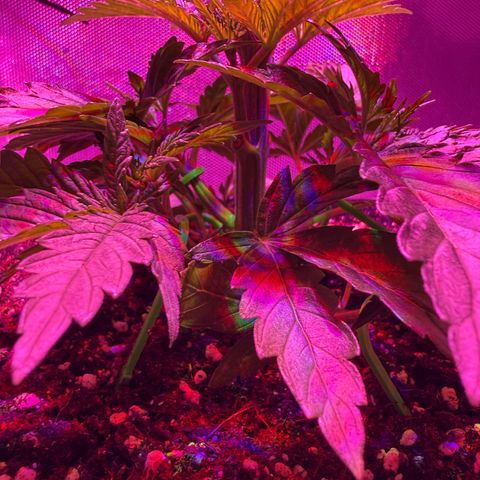 Biscotti growlog timeline photo