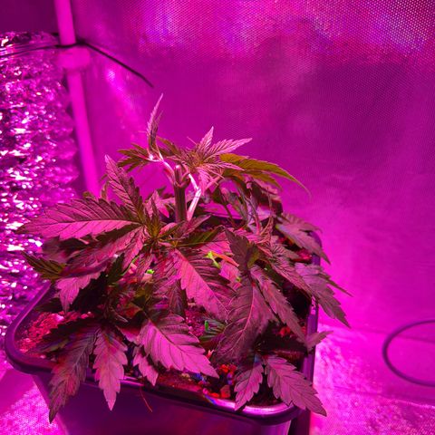 Biscotti growlog timeline photo