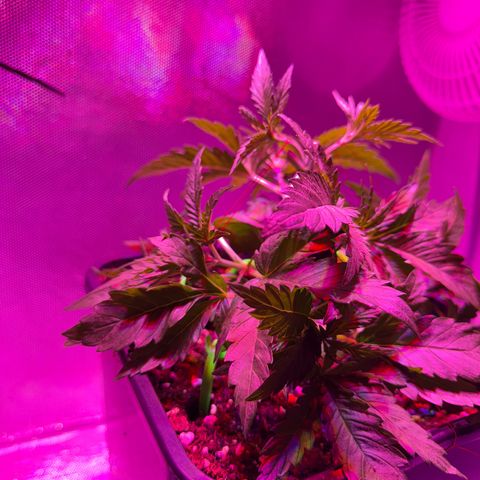Biscotti growlog timeline photo