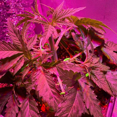 Biscotti growlog timeline photo