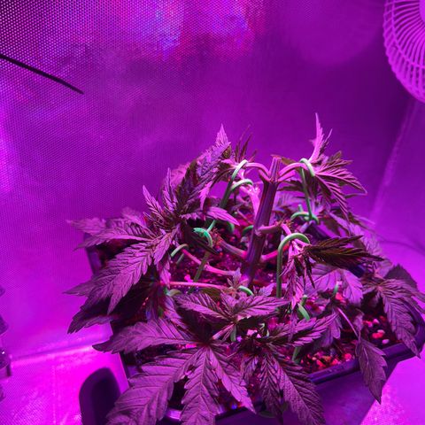 Biscotti growlog timeline photo