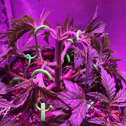 Biscotti growlog timeline photo