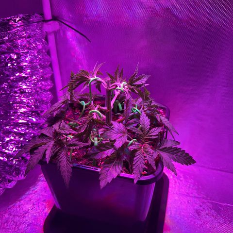 Biscotti growlog timeline photo
