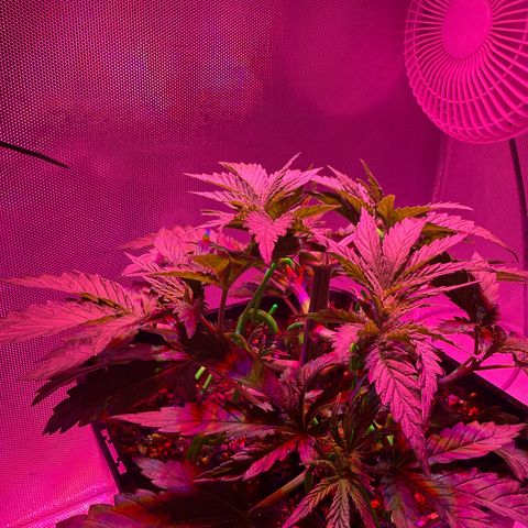 Biscotti growlog timeline photo