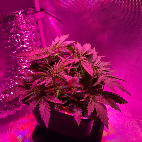 Biscotti growlog timeline photo