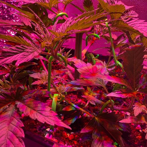 Biscotti growlog timeline photo