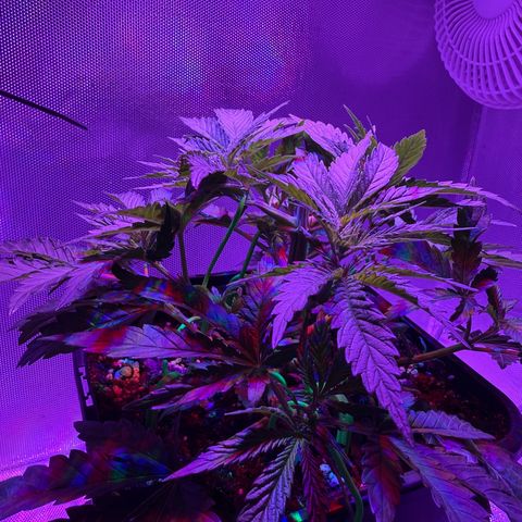 Biscotti growlog photo: Vorm Training 