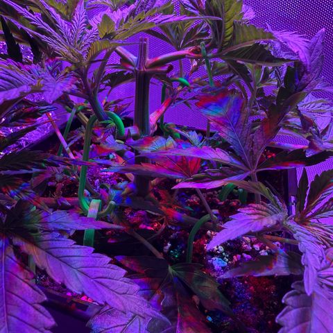 Biscotti growlog photo: Vorm Training 