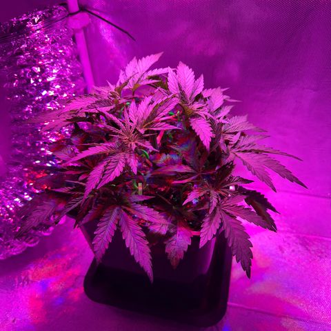 Biscotti growlog photo: Vorm Training 