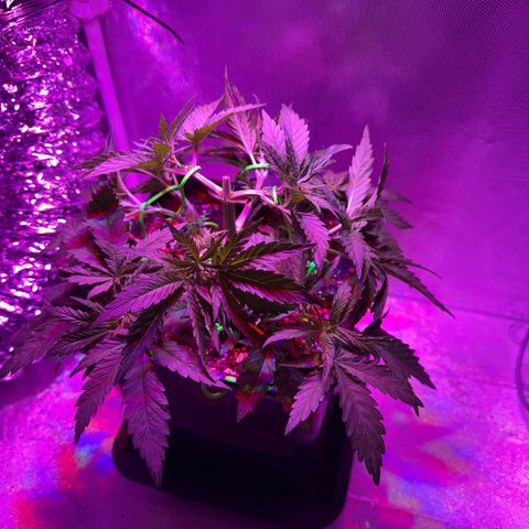 Biscotti growlog photo: Nach dem Training 