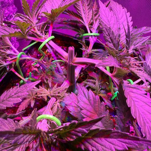 Biscotti growlog photo: Nach dem Training 