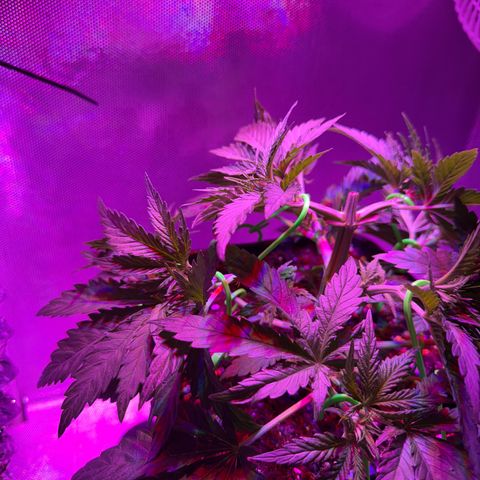 Biscotti growlog photo: Nach dem Training 