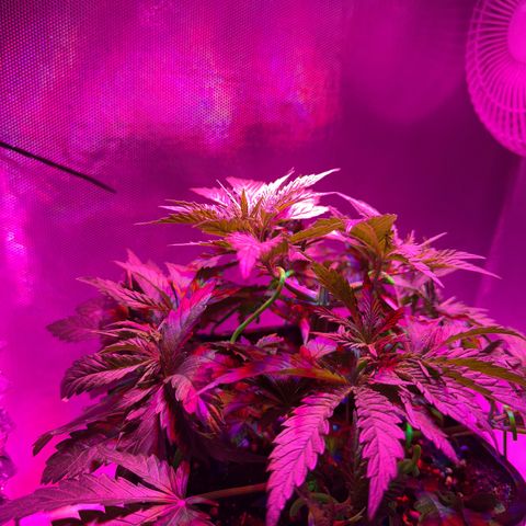 Biscotti growlog timeline photo