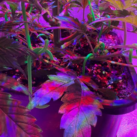 Biscotti growlog timeline photo