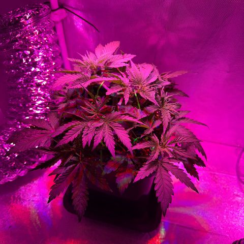 Biscotti growlog timeline photo