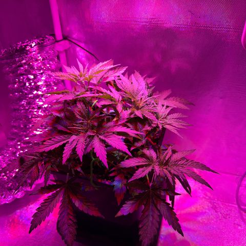 Biscotti growlog photo: Vorm Beschneiden / LST