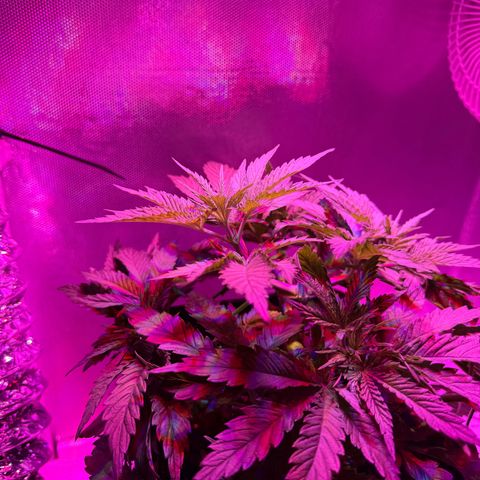 Biscotti growlog photo: Vorm Beschneiden / LST