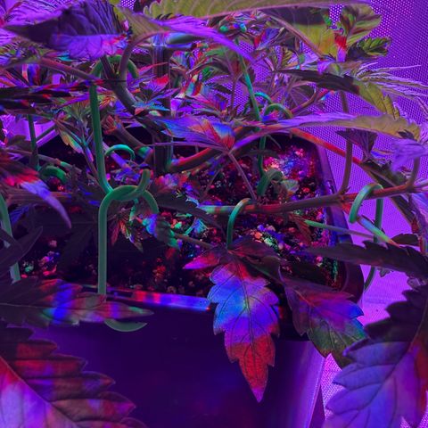 Biscotti growlog photo: Vorm Beschneiden / LST