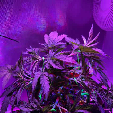 Biscotti growlog photo: Nach Beschneiden / LST